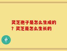 灵芝孢子是怎么生成的？灵芝是怎么生长的