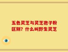 五色灵芝与灵芝孢子粉区别？什么叫野生灵芝