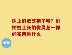 树上的灵芝孢子粉？桃树桩上长的像灵芝一样的东西是什么
