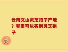 云南文山灵芝孢子产地？哪里可以买到灵芝孢子