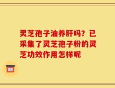 灵芝孢子油养肝吗？已采集了灵芝孢子粉的灵芝功效作用怎样呢