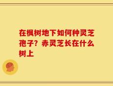 在枫树地下如何种灵芝孢子？赤灵芝长在什么树上