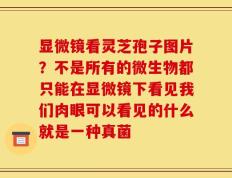 显微镜看灵芝孢子图片？不是所有的微生物都只能在显微镜下看见我们肉眼可以看见的什么就是一种真菌