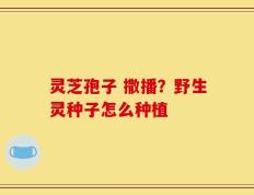 灵芝孢子 撒播？野生灵种子怎么种植