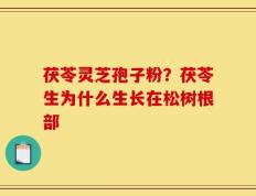 茯苓灵芝孢子粉？茯苓生为什么生长在松树根部