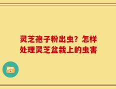 灵芝孢子粉出虫？怎样处理灵芝盆栽上的虫害