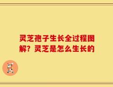 灵芝孢子生长全过程图解？灵芝是怎么生长的