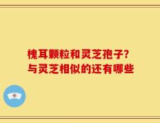 槐耳颗粒和灵芝孢子？与灵芝相似的还有哪些