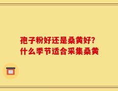 孢子粉好还是桑黄好？什么季节适合采集桑黄