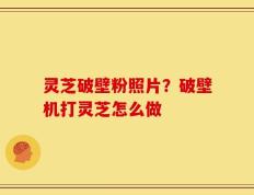 灵芝破壁粉照片？破壁机打灵芝怎么做