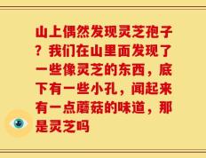 山上偶然发现灵芝孢子？我们在山里面发现了一些像灵芝的东西，底下有一些小孔，闻起来有一点蘑菇的味道，那是灵芝吗