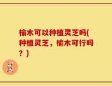 榆木可以种植灵芝吗(种植灵芝，榆木可行吗？)