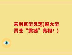 采到巨型灵芝(超大型灵芝“震撼”亮相！)