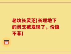 老坟长灵芝(长埋地下的灵芝被发现了，价值不菲)