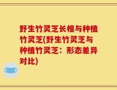 野生竹灵芝长相与种植竹灵芝(野生竹灵芝与种植竹灵芝：形态差异对比)