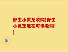 野生小灵芝收购(野生小灵芝现在可供收购！)