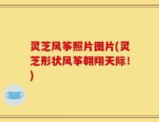 灵芝风筝照片图片(灵芝形状风筝翱翔天际！)