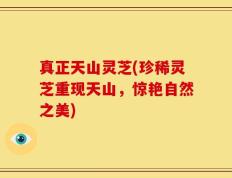 真正天山灵芝(珍稀灵芝重现天山，惊艳自然之美)