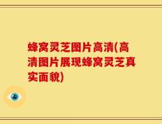 蜂窝灵芝图片高清(高清图片展现蜂窝灵芝真实面貌)