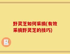 野灵芝如何采摘(有效采摘野灵芝的技巧)