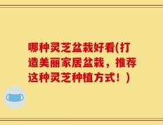 哪种灵芝盆栽好看(打造美丽家居盆栽，推荐这种灵芝种植方式！)