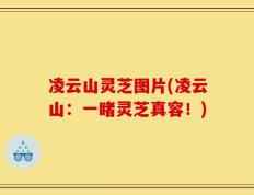 凌云山灵芝图片(凌云山：一睹灵芝真容！)