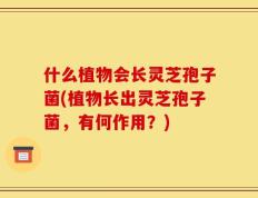 什么植物会长灵芝孢子菌(植物长出灵芝孢子菌，有何作用？)