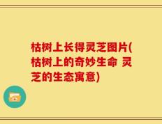 枯树上长得灵芝图片(枯树上的奇妙生命 灵芝的生态寓意)