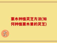 栗木种植灵芝方法(如何种植栗木里的灵芝)