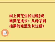 树上灵芝生长过程(观察灵芝成长：从种子到挂果的完整生长过程)