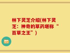 林下灵芝介绍(林下灵芝：神奇的草药堪称“百草之王”)