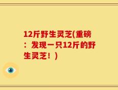 12斤野生灵芝(重磅：发现一只12斤的野生灵芝！)