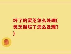 坏了的灵芝怎么处理(灵芝腐烂了怎么处理？)