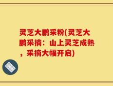 灵芝大鹏采粉(灵芝大鹏采摘：山上灵芝成熟，采摘大幅开启)