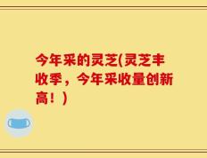 今年采的灵芝(灵芝丰收季，今年采收量创新高！)