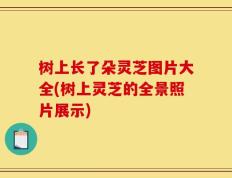 树上长了朵灵芝图片大全(树上灵芝的全景照片展示)
