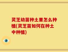灵芝幼苗种土里怎么种植(灵芝苗如何在种土中种植)