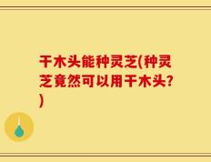 干木头能种灵芝(种灵芝竟然可以用干木头？)