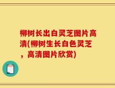柳树长出白灵芝图片高清(柳树生长白色灵芝，高清图片欣赏)