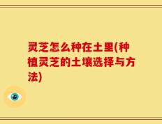 灵芝怎么种在土里(种植灵芝的土壤选择与方法)