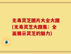 无毒灵芝图片大全大图(无毒灵芝大图集：全面展示灵芝的魅力)