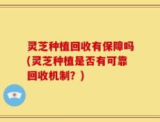 灵芝种植回收有保障吗(灵芝种植是否有可靠回收机制？)