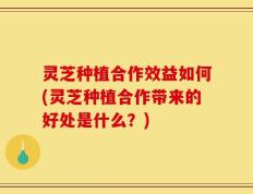 灵芝种植合作效益如何(灵芝种植合作带来的好处是什么？)