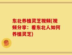 东北养植灵芝视频(视频分享：看东北人如何养植灵芝)