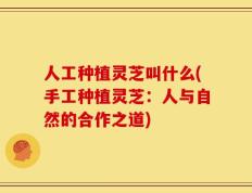 人工种植灵芝叫什么(手工种植灵芝：人与自然的合作之道)