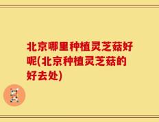 北京哪里种植灵芝菇好呢(北京种植灵芝菇的好去处)