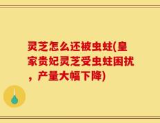 灵芝怎么还被虫蛀(皇家贵妃灵芝受虫蛀困扰，产量大幅下降)