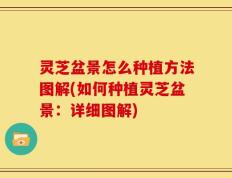 灵芝盆景怎么种植方法图解(如何种植灵芝盆景：详细图解)