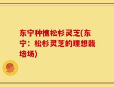 东宁种植松杉灵芝(东宁：松杉灵芝的理想栽培场)