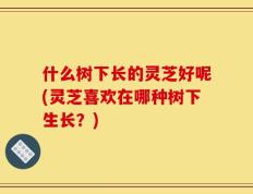 什么树下长的灵芝好呢(灵芝喜欢在哪种树下生长？)